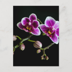 Orchid pinkfarbene weiße Farbe auf schwarz blass s Postkarte