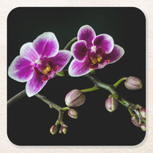 Orchid pinkfarbene weiße Farbe auf schwarz blass s Rechteckiger Pappuntersetzer