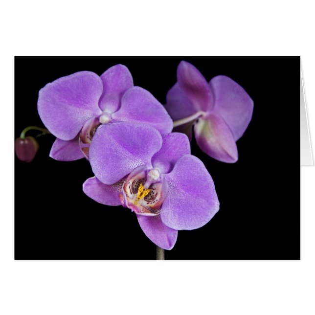 Orchid Pinks (Vorderseite (Horizontal))