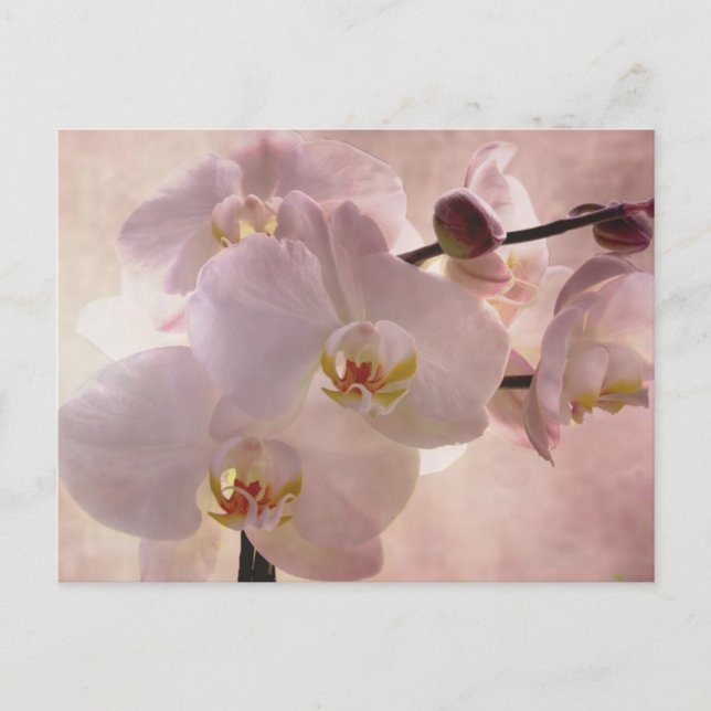 Orchid Postacrd Postkarte (Vorderseite)