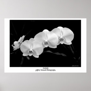 Orchid Poster