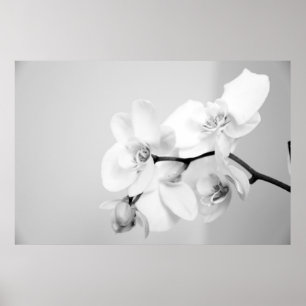 Orchid Poster