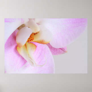Orchid Poster