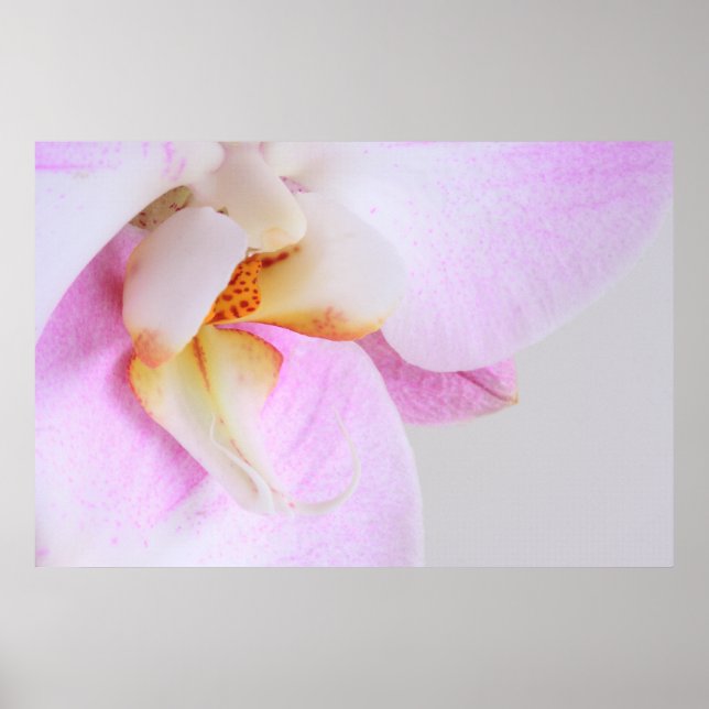 Orchid Poster (Vorne)