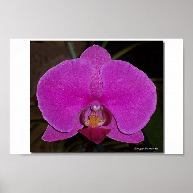 Orchid Poster (Vorne)