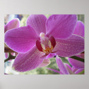 Orchid Poster