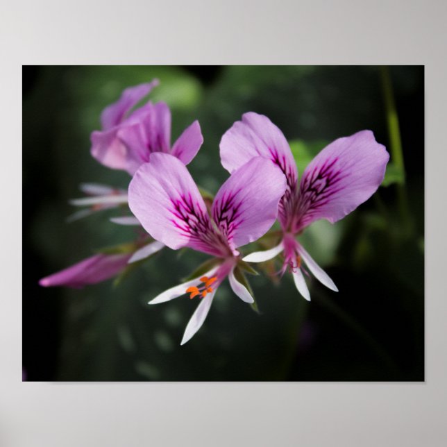 Orchid Poster (Vorne)