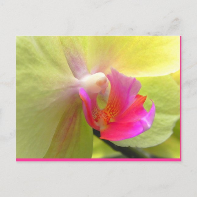 Orchid Postkarte (Vorderseite)