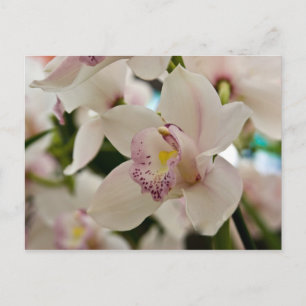 Orchid Postkarte