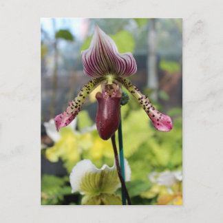 Orchid Postkarte
