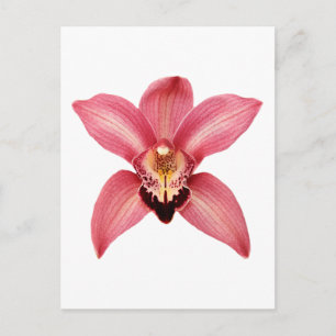Orchid Postkarte
