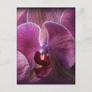Orchid Postkarte