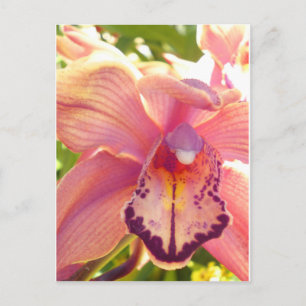 Orchid Postkarte