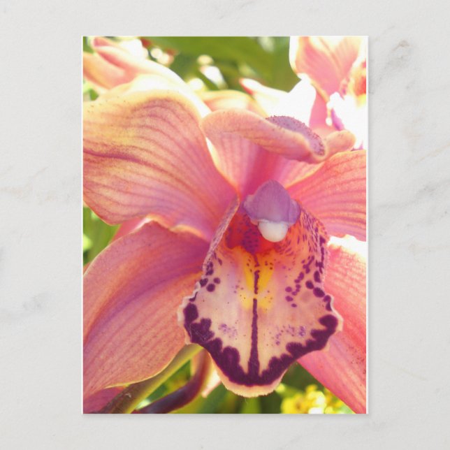 Orchid Postkarte (Vorderseite)