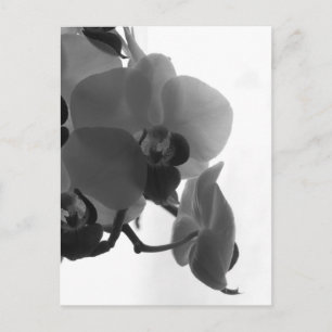 Orchid Postkarte