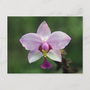 Orchid Postkarte