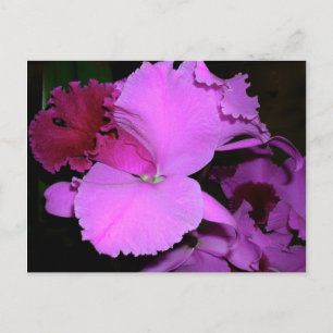 Orchid Postkarte