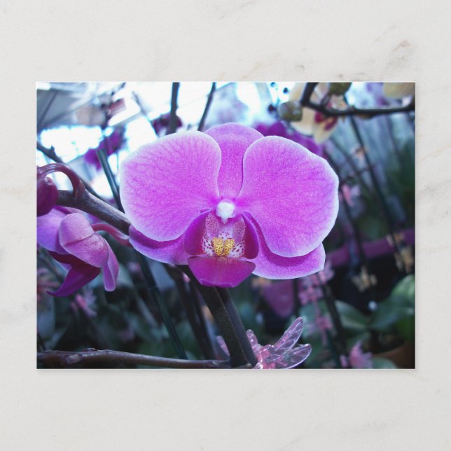 Orchid Postkarte (Vorderseite)