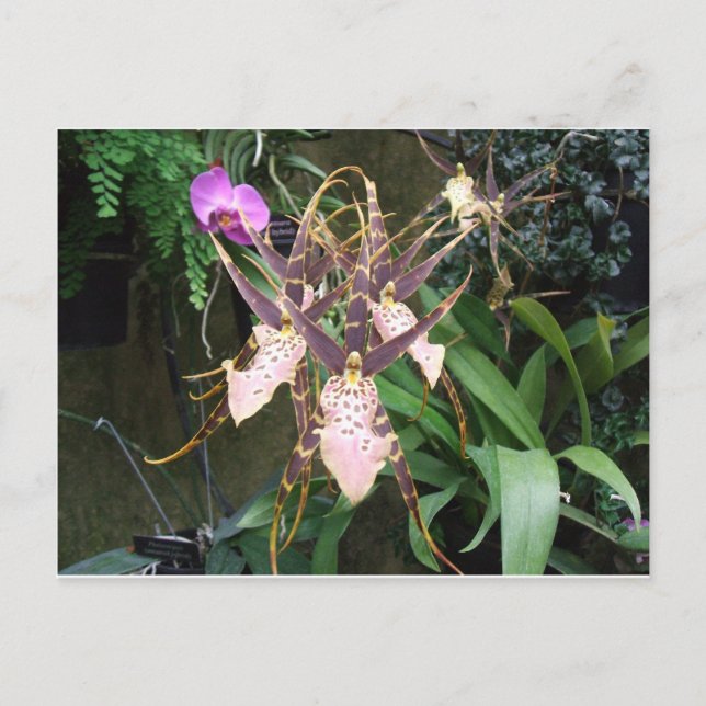Orchid Postkarte (Vorderseite)