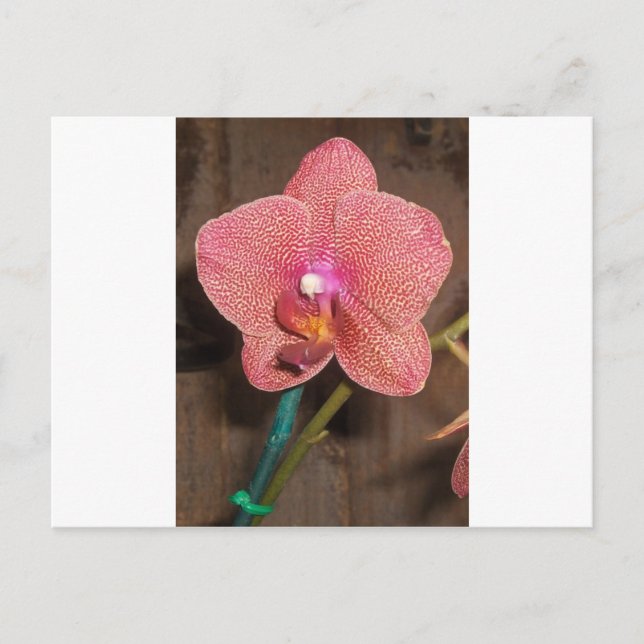 Orchid Postkarte (Vorderseite)