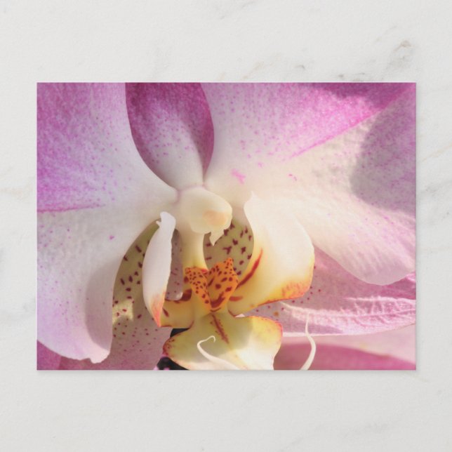 Orchid Postkarte (Vorderseite)