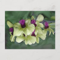 Orchid Postkarte