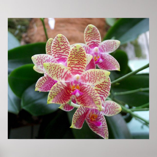 Orchid Print Poster (Vorne)