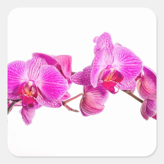 Orchid Quadratischer Aufkleber (Vorderseite)