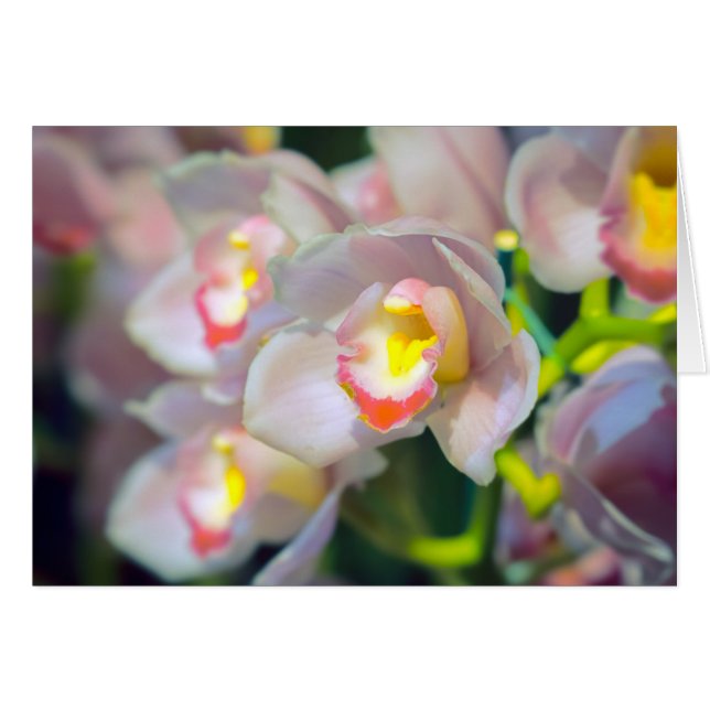 Orchid Restyle (Vorderseite (Horizontal))