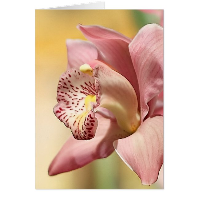 Orchid Single Pink Bloom Happy Oaster (Vorne)