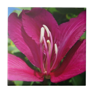 Orchid Tree Blossom Tropical Floral Fliese