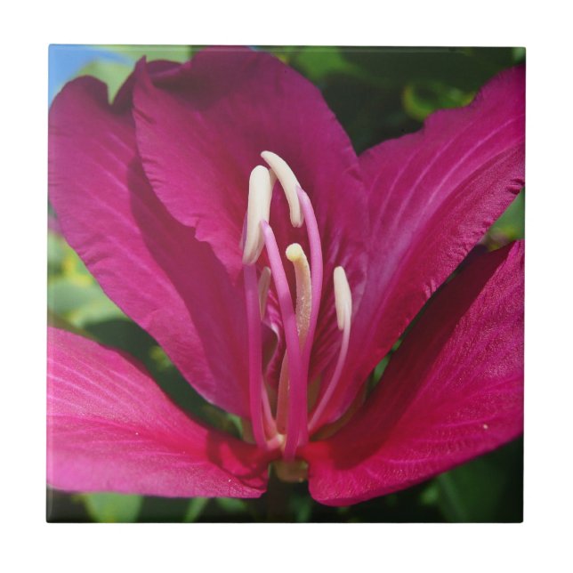 Orchid Tree Blossom Tropical Floral Fliese (Vorderseite)