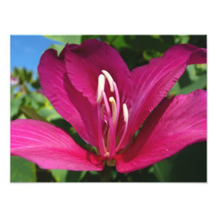 Orchid Tree Blossom Tropical Floral Fotodruck