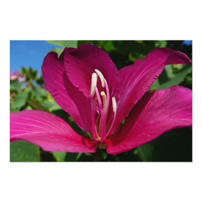 Orchid Tree Blossom Tropical Floral Poster (Vorderseite)