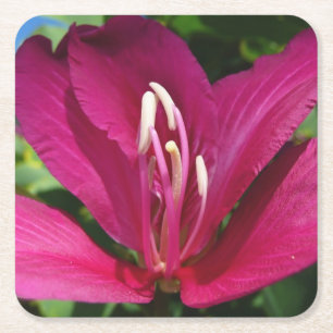 Orchid Tree Blossom Tropical Floral Rechteckiger Pappuntersetzer