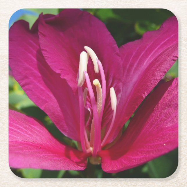 Orchid Tree Blossom Tropical Floral Rechteckiger Pappuntersetzer (Vorderseite)