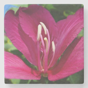 Orchid Tree Blossom Tropical Floral Steinuntersetzer