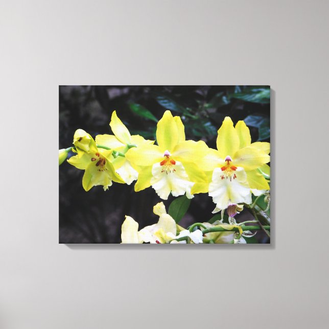 Orchid Trio Wrapped Canvas Print Leinwanddruck (Vorderseite)