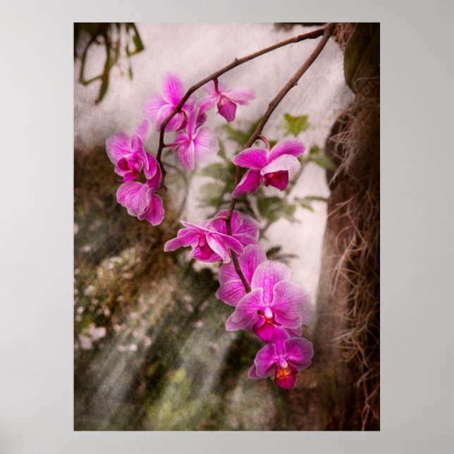 Orchid - Tropische Leidenschaft Poster (Vorne)