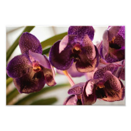 Orchid Vanda Pure's Wax Blume Group Fotodruck