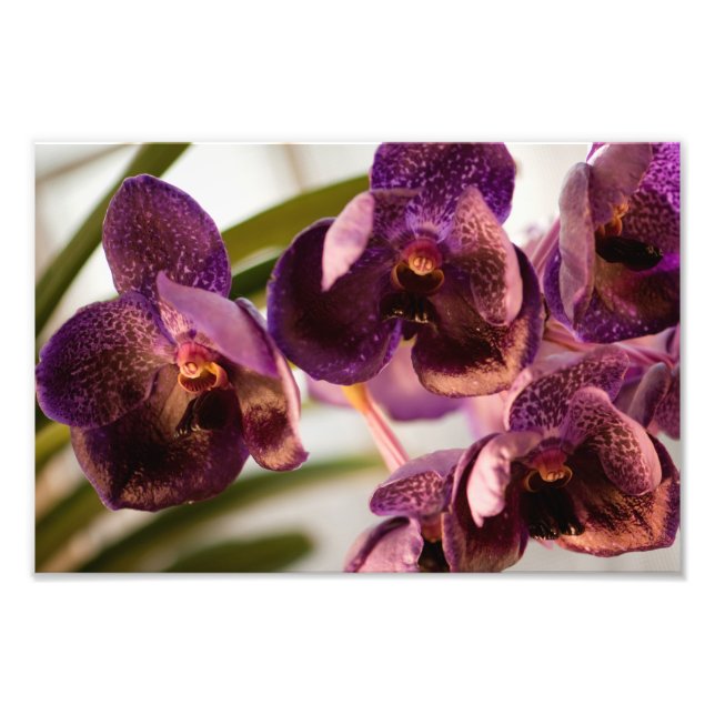Orchid Vanda Pure's Wax Blume Group Fotodruck (Vorne)