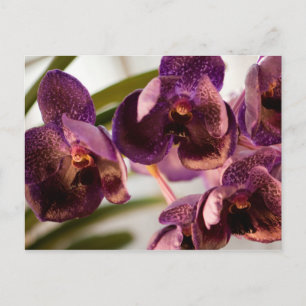 Orchid Vanda Pure's Wax Blume Group Postkarte