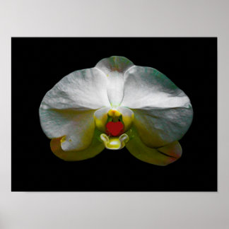 Orchid war ihr Herz Poster