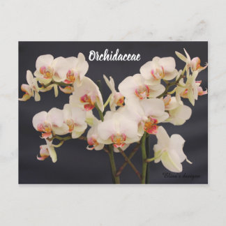 Orchidaceae, Orquidea, Postkarte