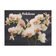 Orchidaceae, Orquidea,