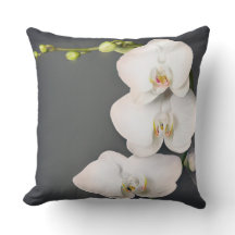 Orchidaceae (weiße Orchideen)