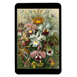 "Orchidae" von Ernst Haeckel Magnet