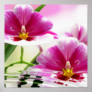 Orchide ripple poster