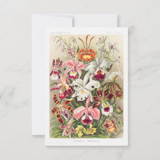 Orchideae Denusblumen A Giltsch By Ernst Haeckel Save The Date