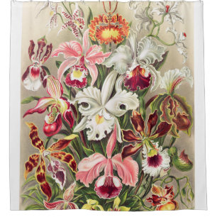 Orchideae Denusblumen A Giltsch von Ernst Haeckel Duschvorhang